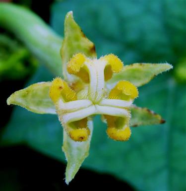  Female flower -Stigma
